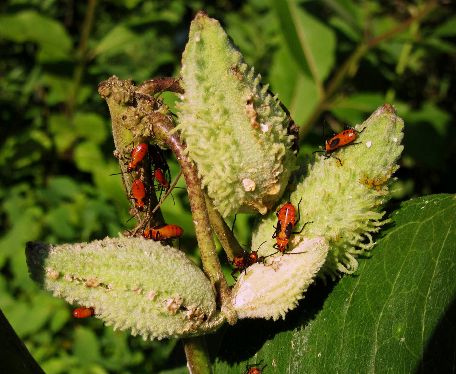 Milb's Insect Common Milkweed — An Insect Delicatessen – In Defense of Nature